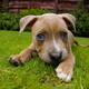 Image for article titled Could You Use A Placebo To Calm Your Anxious Dog?